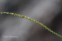 Pouzolzia wightii var. caudata